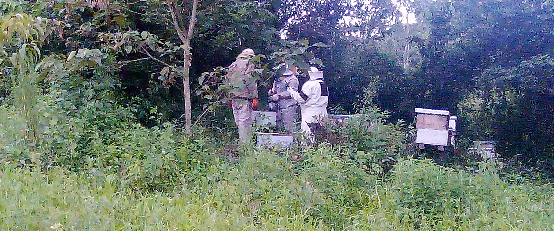 Taller Apícola Fortalece la Producción de Miel en Emborozú, Padcaya